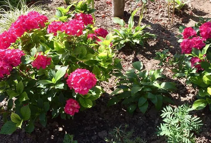 Mg * Фоньод